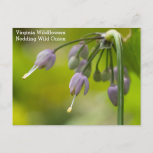 Nodding Wild Onion Virginia Wildblume Postcard Postkarte
