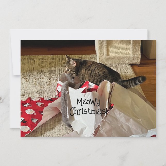 Noël des chats mignons, en appréciant les cartes d (Devant)