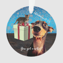 Noël Doberman Choqué