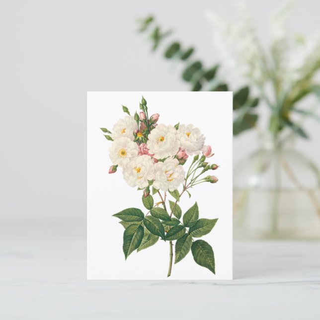 Noisette Rose von Redoute Einladung (Stehend Vorderseite)