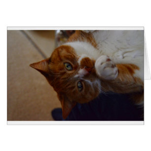 Noix de muscade espiègle