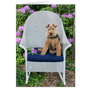 Nom Day-Welsh Terrier sur fauteuil en osier