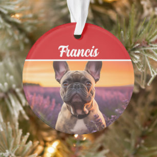 Nom et Photo de Bulldog Français Noël Fêtes de fin
