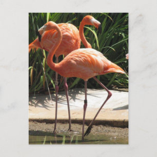 Nombre de Flamants roses Carte postale