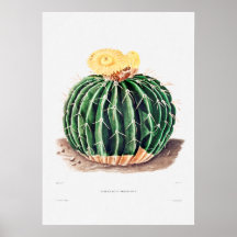 Nopal Zeichn einer Cactus Blume Cactus Pflanze Ima