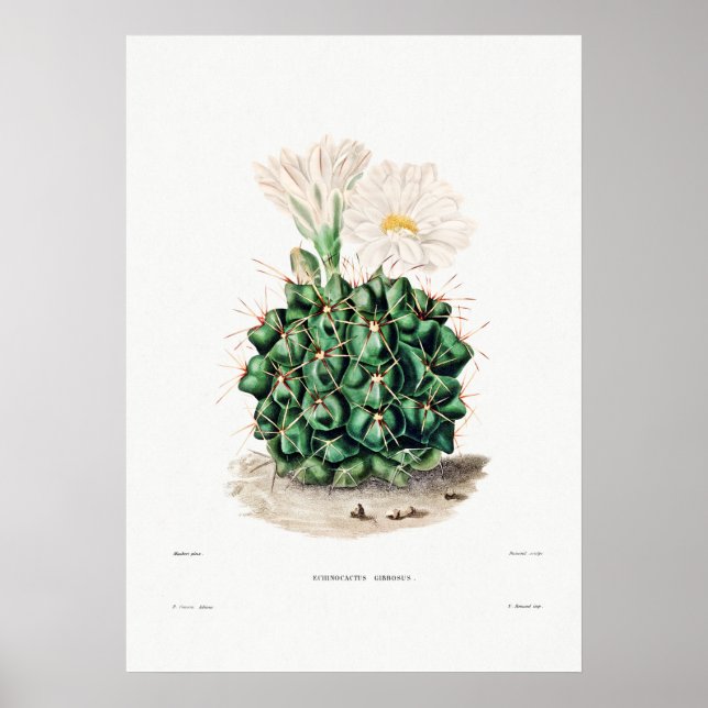Nopal Zeichn einer Cactus Blume Cactus Pflanze Ima Poster (Vorne)