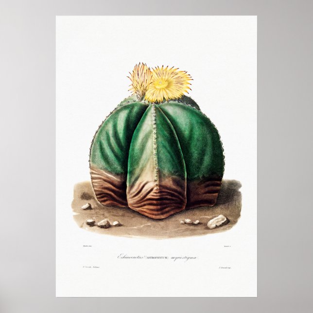 Nopal Zeichn einer Cactus Blume Cactus Pflanze Ima Poster (Vorne)