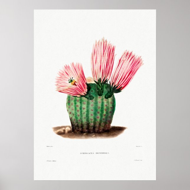 Nopal Zeichn einer Cactus Blume Cactus Pflanze Ima Poster (Vorne)