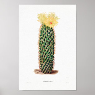 Nopal Zeichn einer Cactus Blume Cactus Pflanze Ima Poster