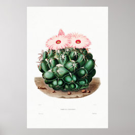 Nopal Zeichn einer Cactus Blume Cactus Pflanze Ima Poster