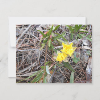 Nophis Carte de remerciements