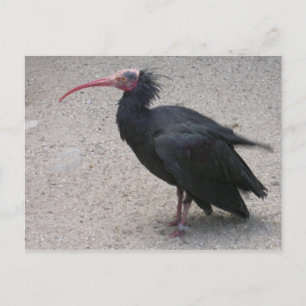 Nord-Bald-Ibis Postkarte