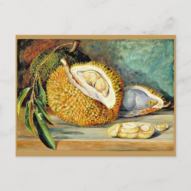 Nord - Durian, Obst aus einem großen Baum, Postkarte (Vorderseite)