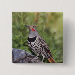 Nord-Flicker, Colaptes auratus, rot-haftet Button