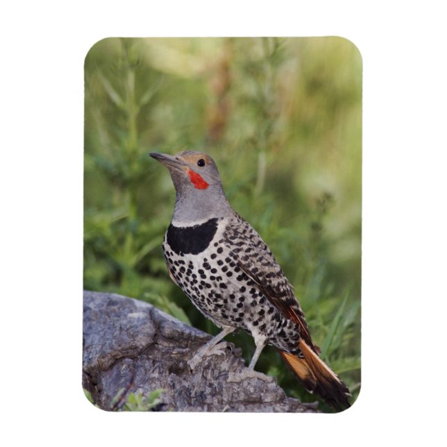 Nord-Flicker, Colaptes auratus, rot-haftet Magnet (Vertikal)