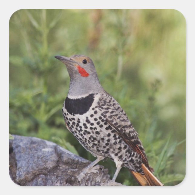 Nord-Flicker, Colaptes auratus, rot-haftet Quadratischer Aufkleber (Vorderseite)