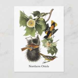 Nord-Oriole, John Audubon Postkarte