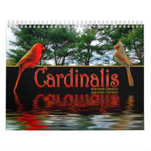 Nord Rote Kardinäle Cardinalis Schöne Fotos Kalender