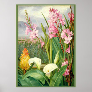 Nord - Schönheiten der Sümpfe, botanische Kunst Poster