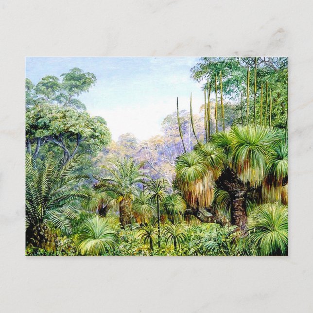 Nord - Waldlandschaft in Westaustralien Postkarte (Vorderseite)