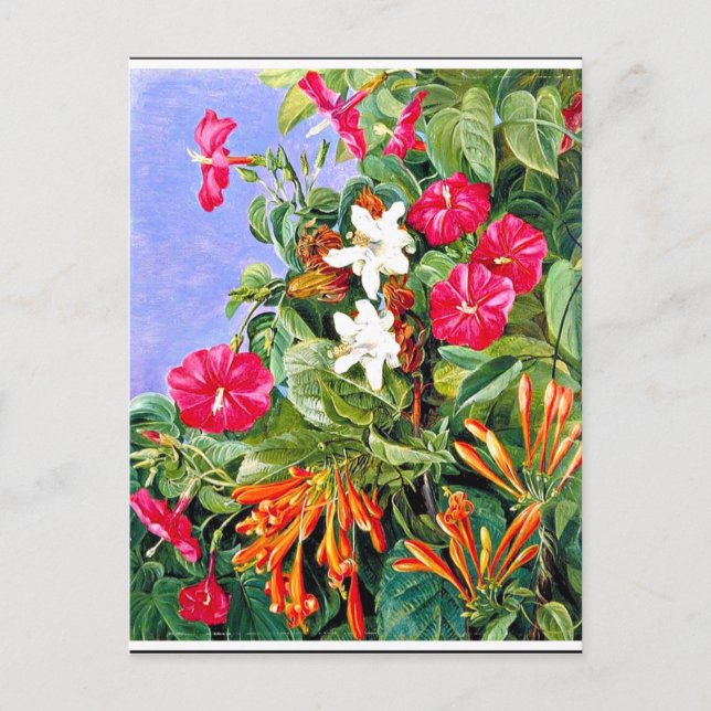 Nord - Wildblumen in Morro Velho, Brasilien Postkarte (Vorderseite)