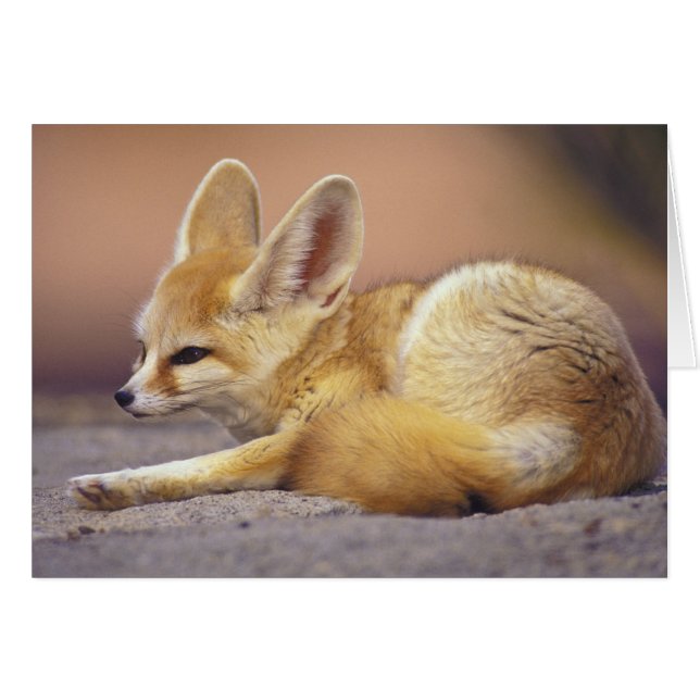 Nordafrika. Fennec Fennecus zerda) (Vorderseite (Horizontal))