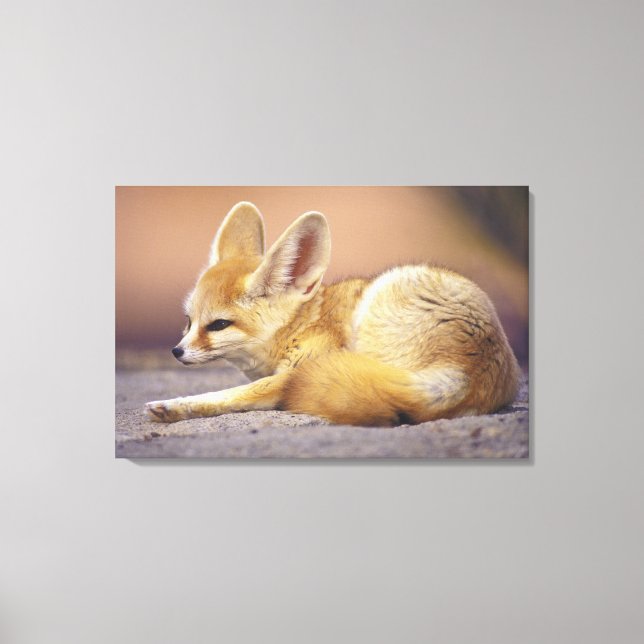 Nordafrika. Fennec Fennecus zerda) Leinwanddruck (Vorderseite)