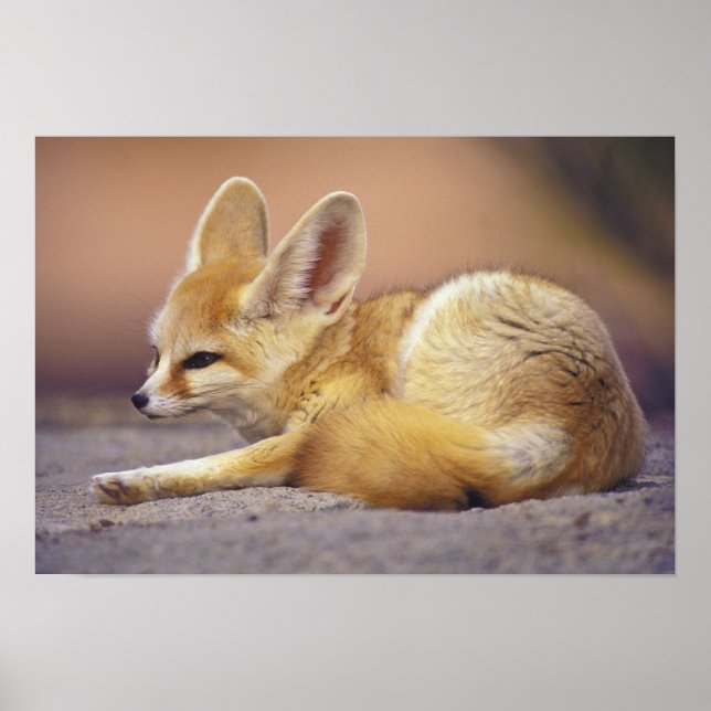 Nordafrika. Fennec Fennecus zerda) Poster (Vorne)