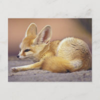 Nordafrika. Fennec Fennecus zerda)