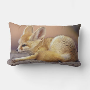 Nordafrika. Fennek (Fennecus zerda) Lendenkissen