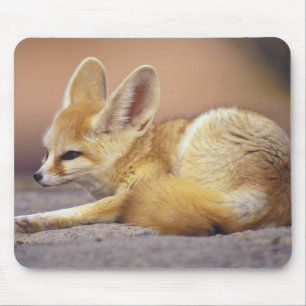 Nordafrika. Fennek (Fennecus zerda) Mousepad