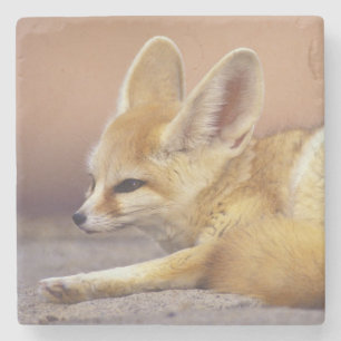 Nordafrika. Fennek (Fennecus zerda) Steinuntersetzer