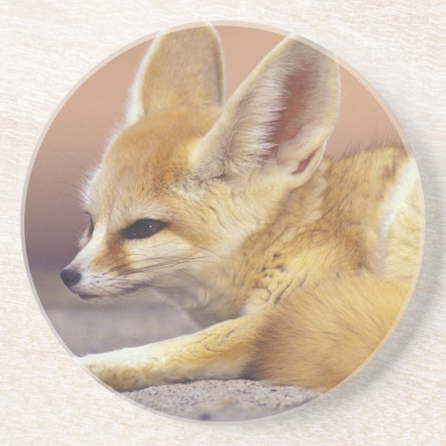 Nordafrika. Fennek (Fennecus zerda) Untersetzer (Vorne)
