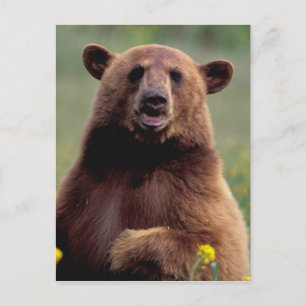 Nordamerika, Kalifornien, Zimt Bär Postkarte