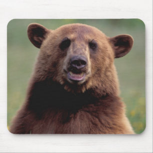 Nordamerika, Kalifornien, Zimtbär Mousepad