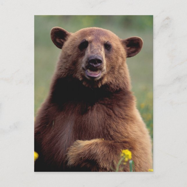 Nordamerika, Kalifornien, Zimtbär Postkarte (Vorderseite)
