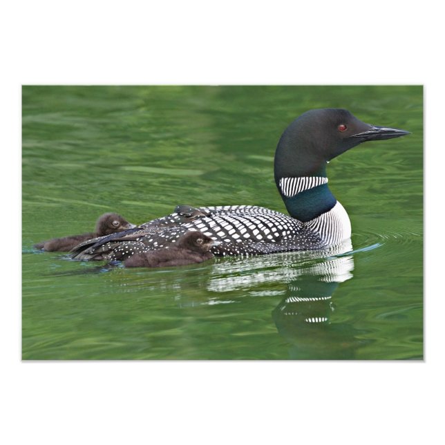 Nordamerika, Kanada, British Columbia Fotodruck (Vorne)