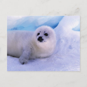 Nordamerika, Kanada, Golf von St. Lawrence Postkarte