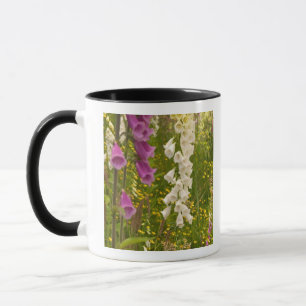 Nordamerika, Kanada, Inseln der Königin-Charlotte, Tasse