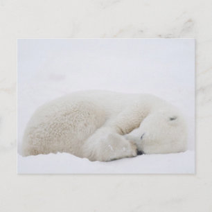 Nordamerika, Kanada, Manitoba, Churchill. 3 Postkarte