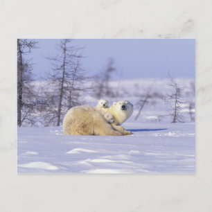 Nordamerika, Kanada, Manitoba, Churchill. 9 Postkarte