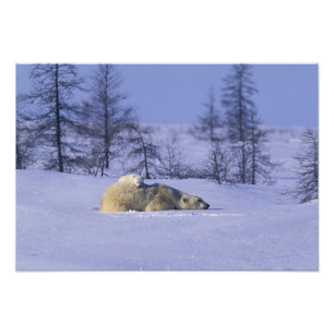 Nordamerika, Kanada, Manitoba, Churchill Fotodruck