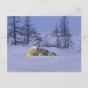 Nordamerika, Kanada, Manitoba, Churchill Postkarte