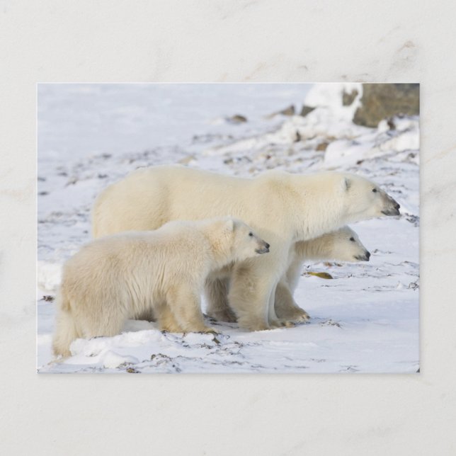 Nordamerika, Kanada, Manitoba, Churchill Postkarte (Vorderseite)
