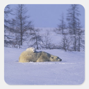 Nordamerika, Kanada, Manitoba, Churchill Quadratischer Aufkleber