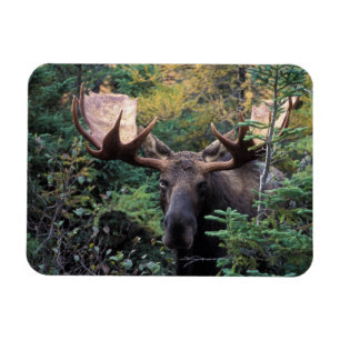Nordamerika, Kanada, Nova Scotia, Cape Breton Magnet