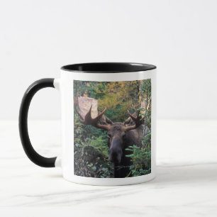 Nordamerika, Kanada, Nova Scotia, Cape Breton Tasse