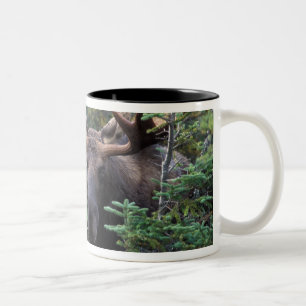 Nordamerika, Kanada, Nova Scotia, Cape Breton Zweifarbige Tasse