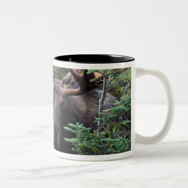 Nordamerika, Kanada, Nova Scotia, Kap Breton Zweifarbige Tasse (Rechts)