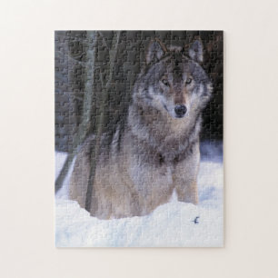 Nordamerika, Kanada, Ostkanada, Grauwolf